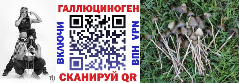 блэк спрут зеркало Подпорожье Псилоцибиновые грибы мицелий хочу